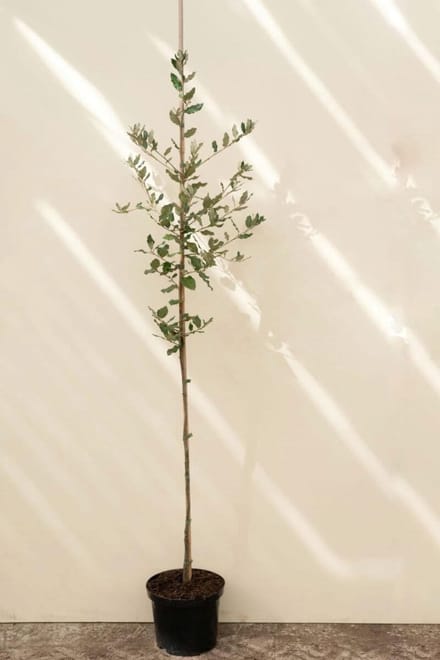 Jonge Steeneik boom | Quercus ilex | 100-150cm hoogte