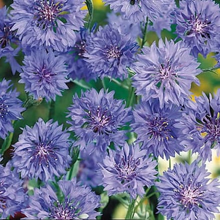 Korenbloem zaden - Korenbloem Blue Ball