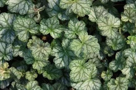 6x Purperklokje - Heuchera hybr. 'Mint Frost' | 9x9 cm pot