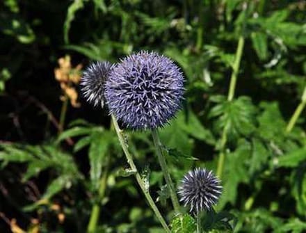 6x Echinops bannaticus 'Blue Globe' - KOGELDISTEL - pot 9 x 9 cm