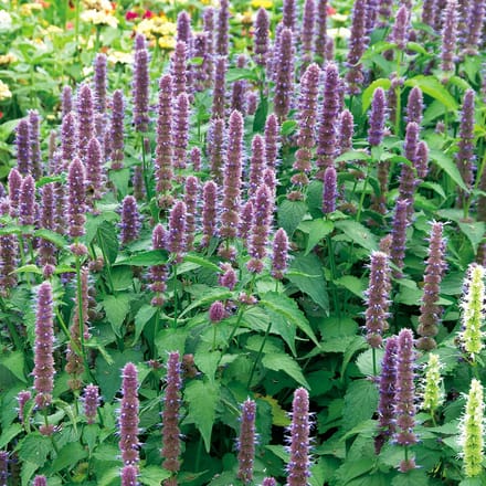 Sluis Garden - Dropplant Blue Spike (Agastache foeniculum)