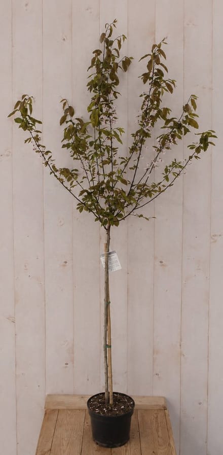 Prunus Cerasifera Kerspruim 'Nigra' 190 cm Warentuin Natuurlijk