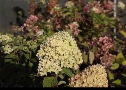 Hydrangea pan. 'Mega Mindy'® - Pluimhortensia 40- 50 cm in pot