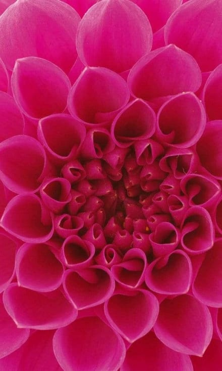 Fotobehang - Pink Dahlia 150x250cm - Vliesbehang