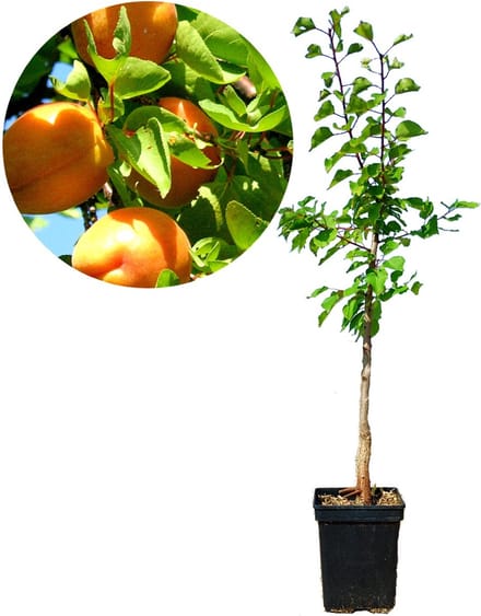 Prunus armeniaca ‘Luizet’, Abrikoos, Hoogte 80-100cm, 5 liter pot