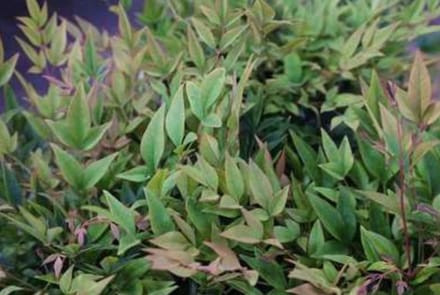 Nandina dom. 'Gulfstream' - Hemelse Bamboe 40- 50 cm in pot
