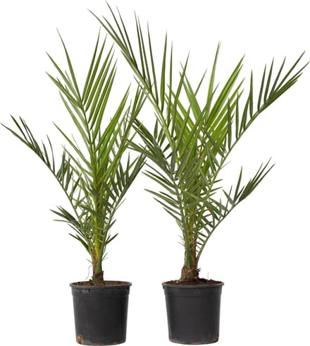 Plant in a Box - Phoenix Canariensis - Set van 2 - Canarische Dadelpalm - Pot 15cm - Hoogte 50-60cm