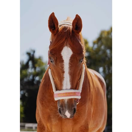 Bont halster voor paard JD Attack Halter Superstar
