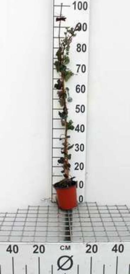 Hedera helix - Gewone Klimop80-100 cm | pot