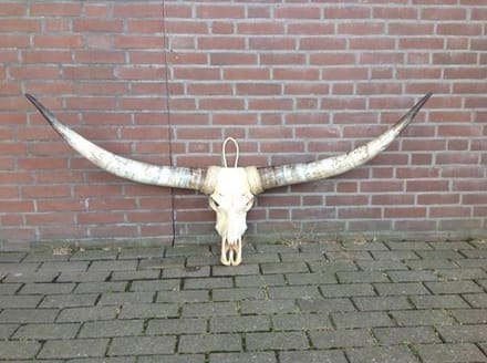 Longhoorn echt Medium