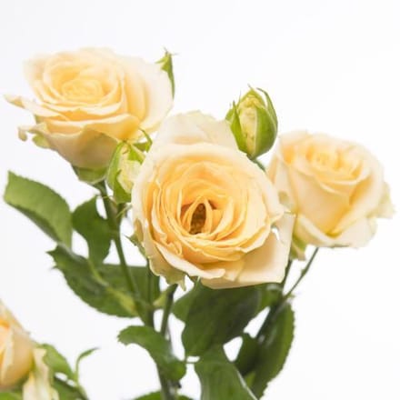 10x Rosa tr. salinero 60cm