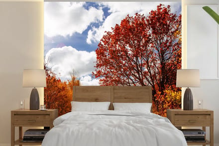 Behang - Fotobehang Boom - Pad - Herfst - Breedte 350 cm x hoogte 350 cm