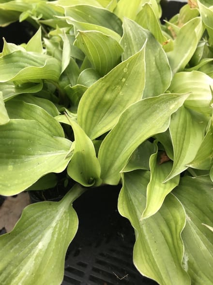 6 x Hosta 'Sparkling Burgundy' (Klein) - Hartlelie - P9 Pot (9 x 9cm) - Dima Vaste Planten