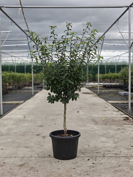 Mespilus germanicus 'Boom & Vrucht' - Oude Mispelboom - Onderstam Kwee A - 45L pot - ca. 2m