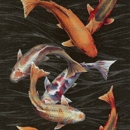Koi karper behang 781014