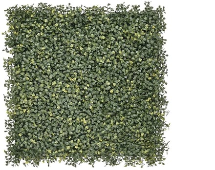 Emma Buxus