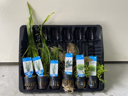 Levende Aquariumplanten Mix - 6 Stuks - Moerings