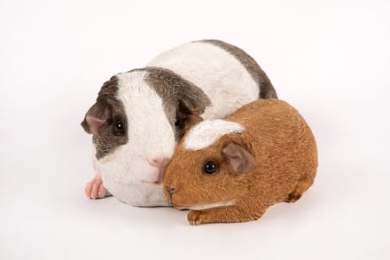 Hamac Cavia's Tuinbeeld - 24 x 17,6 x 10,6 cm - Multikleur