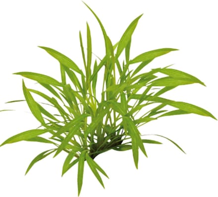 Moerings Enchinodorus Tenellus | In vitro cup