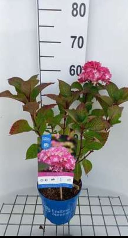 2 x Hydrangea macr. 'Endless Summer Bloomstar Pink' - Hortensia 25- 30 cm in pot