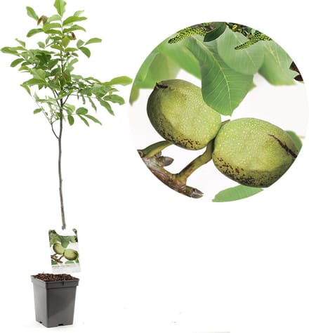 Walnoot - walnotenboom - Juglans regia - onveredelde walnoot - zelfbestuivend