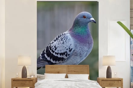 Behang - Fotobehang Duif - Vogel - Paars - Veren - Breedte 145 cm x hoogte 220 cm
