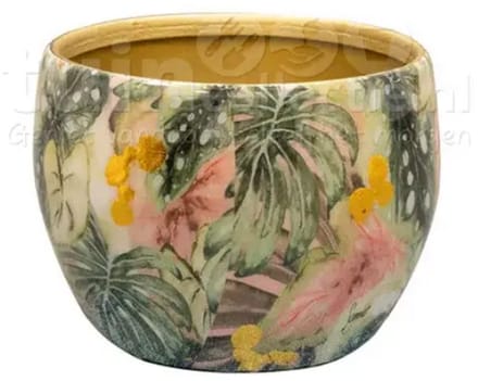 Pot Monstera mystery D9 H7 Ter Steege