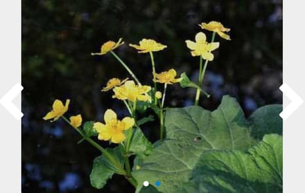 6 x Caltha palustris - DOTTERBLOEM - pot 9 x 9 cm