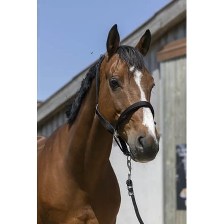 Satijnen paardenhalster Norton