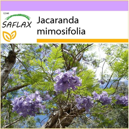 SAFLAX - Jacaranda - 50 zaden - Jacaranda mimosifolia