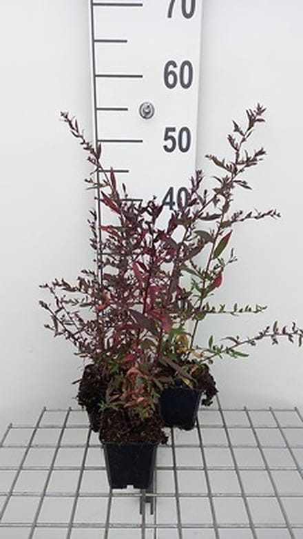 6x Aster - Aster lateriflorus 'Lady | Black' | Black' - Aster | 9x9 cm pot