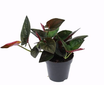 Syngonium erythrophyllum 'Red Arrow' - Hoogte 25cm - Pot 12cm