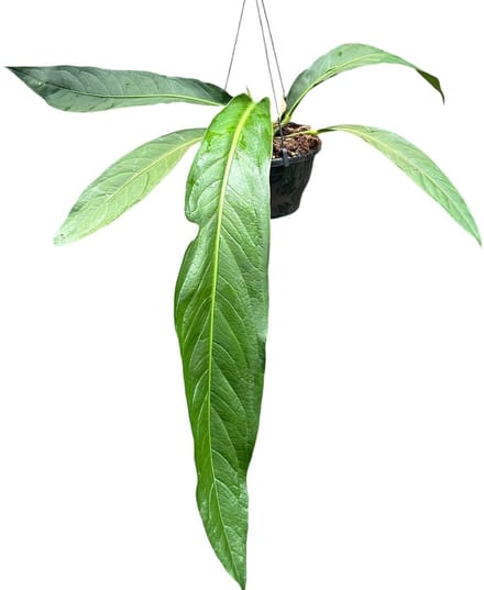 Anthurium Big Bill Kamerplant Potmaat Ø20 cm |Vers Van De Kweker