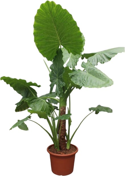 Alocasia Macrorrhiza - 250 cm - ø60