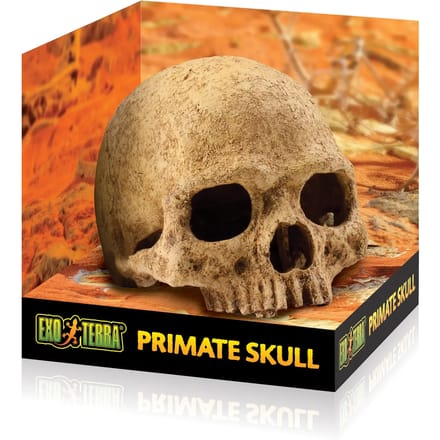 Schedel decoratie kit Exo Terra