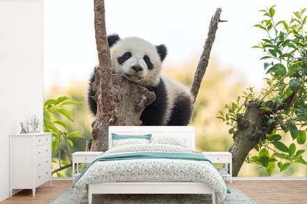 Behang - Fotobehang Panda - Boom - Licht - Breedte 450 cm x hoogte 300 cm