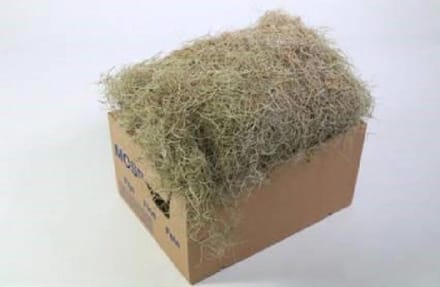 1x Sg tillandsia fijn