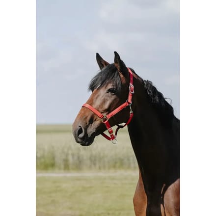 Leren halster voor paarden Riding World Cushion