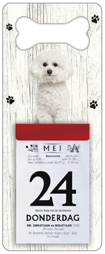 Scheurkalender 2027 Hond: Bichon Frisé