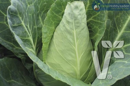 Witte kool Vienco® (caraflex) Bio ca 25 zaden