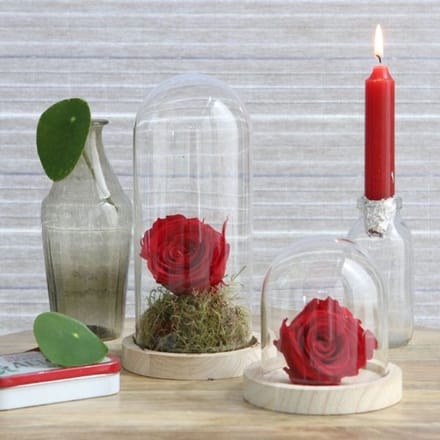 Glazen koepel met houten basisvoet Ø 12 cm en 13 cm hoog (1 st)