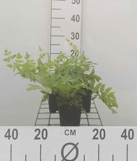 6x Koningsvaren - Osmunda regalis | 9x9 cm pot