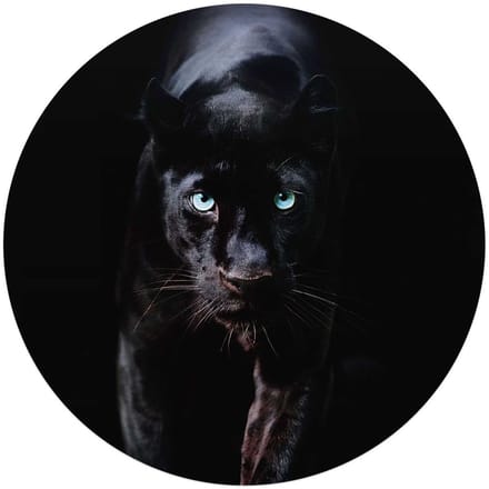 Glasschilderij Zwarte Panter - Ø 70 - Glas - REINDERS