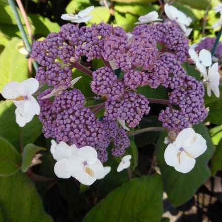 Hydrangea Aspera Sargentiana - Hortensia 25 - 30  cm in pot