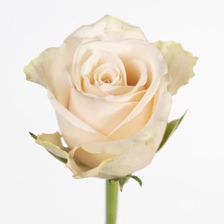 20x Rosa top fair! 60cm