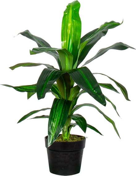 Kunstplant Dracaena Fragans H60cm - HTT Decorations kunstplanten