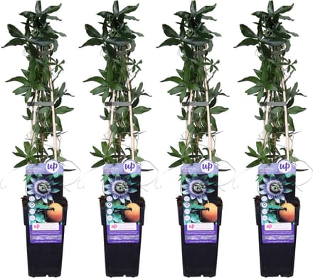 4x - Passiebloem, kleur Wit, blauw, paars, Passiflora caerulea - ↨65cm - Ø15