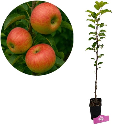 Malus domestica 'Fuji' appelboom, 1,5 liter pot