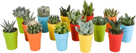 Cactus en vetplanten mix 5.5 cm in gekleurde plasticpot | 15 stuks