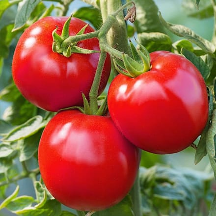 Bohun tomatengroentezaden voor de tuin 1g